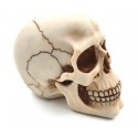 Czaszka wys. 15 cm MC-30685